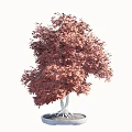 Bonsai Tree With Red Leaves And White Roots In Round Pot