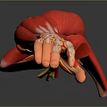 Medical Device Anatomical Arm Model Displaying Detailed Muscle And Vessel Structures