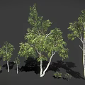 Various Sizes of Trees with White Trunks and Green Leaves on Dark Background