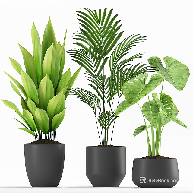 Decorative Plant Arrangement with Broad Feathery and Large Tropical Leaves in Black Planters 3d model 
