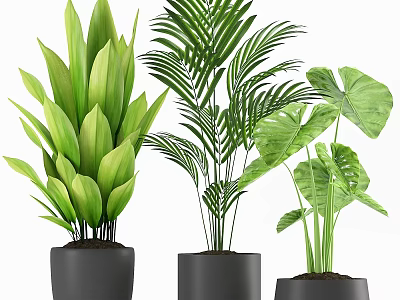 Decorative Plant Arrangement with Broad Feathery and Large Tropical Leaves in Black Planters 3d model