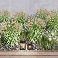 Lush Green Grasses With White Flowers Growing Along Stone Path And Wooden Deck