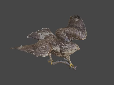 Realistic Hawk With Spread Wings Perched On Branch Against Gray Background 3d model