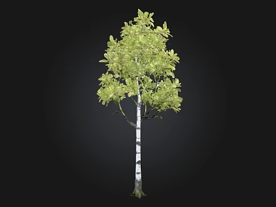 Lush Green Tree With White And Black Striped Trunk And Dense Foliage 3d model