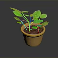 Green Leafy Plant in Terracotta Pot with Fresh Foliage on Dark Surface