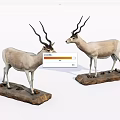 Two Reptile Specimens Placed On Wooden Bases For Decorative 3d model
