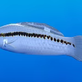 Vibrant Tropical Fish With White Body Black Stripe And Yellow Eyes In Blue Aquatic Environment