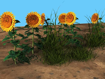 Vibrant Sunflowers and Lush Green Grass Growing in Sandy Ground Under Blue Sky 3d model