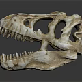 Detailed View Of Dinosaur Skull With Organ Structures And Hair Remnants
