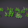 Colorful Butterflies Resting On Green Plants With White Purple Red Flowers Against Black Background