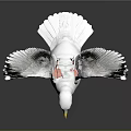 Seagull with White Feathers Spread Wings Yellow Beak and Black Wing Tips on Reflective Surface