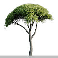 Modern Tree Pine Tree Landscape Tree 3d model