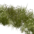 Ornamental Plant Combination For Garden Landscaping With Mixed Grasses And Flowering Green Vegetation