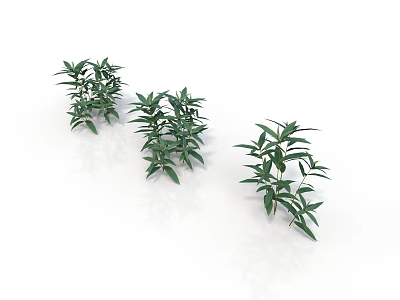 Three Green Plant Organs With Leaf Hairs And Lush Foliage On White Background 3d model