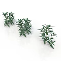 Three Green Plant Organs With Leaf Hairs And Lush Foliage On White Background