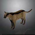 Realistic Brown Puma 3D Model in Standing Pose on Dark Background 3d model
