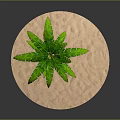 Vibrant Green Palm Tree With Lush Leaves Standing On Isolated Sandy Surface