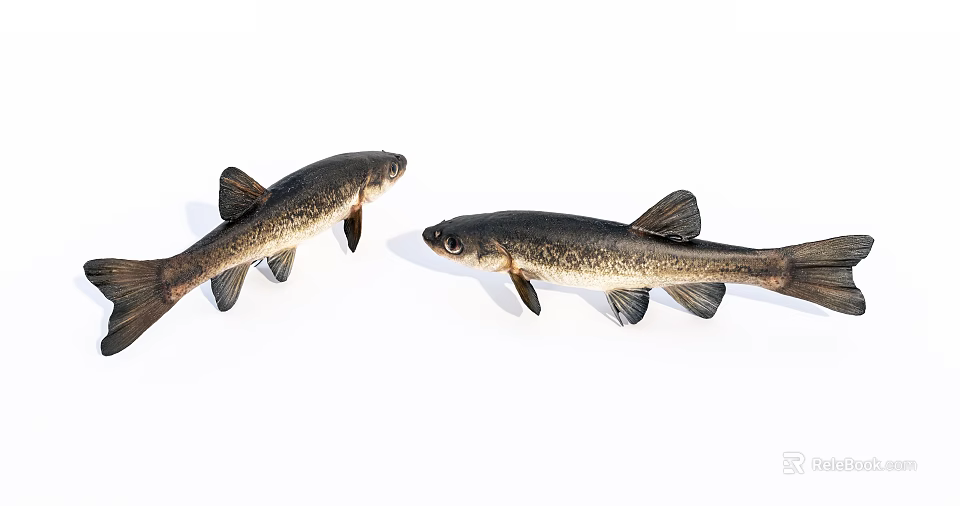 Two Black Aquatic Fish Swimming Side By Side On White Background 3d model 