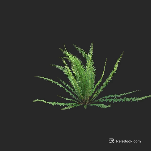 Green Fern Shrub with Lush Long Spreading Leaves in Natural Growth Form 3d model 