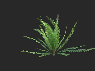 Green Fern Shrub with Lush Long Spreading Leaves in Natural Growth Form 3d model