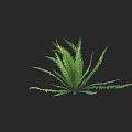Green Fern Shrub with Lush Long Spreading Leaves in Natural Growth Form