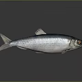 Silver Fish with Black Stripes and Red Eyes on Gray Background with Reflection