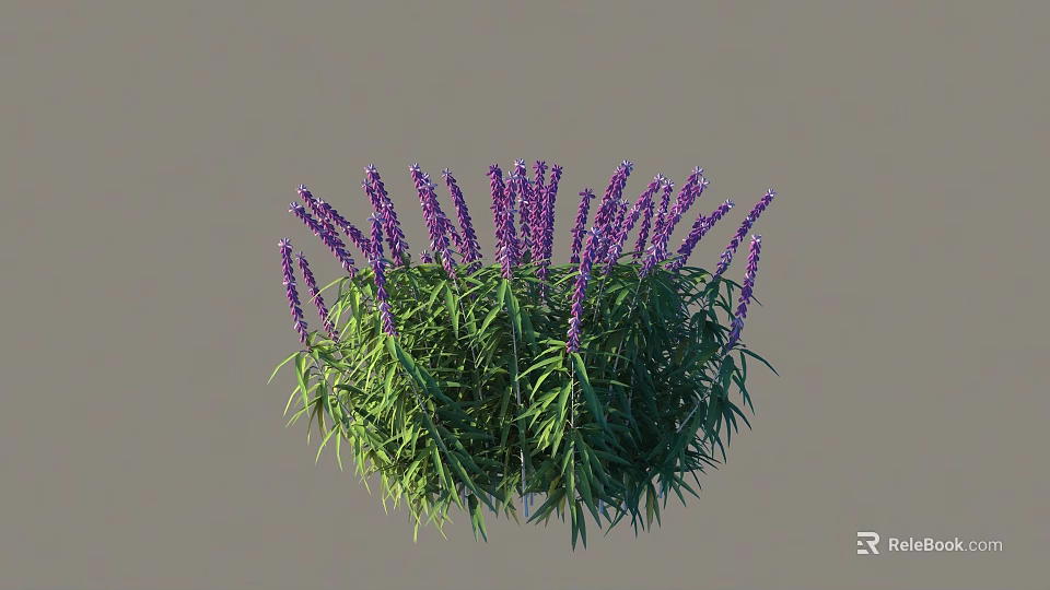 Lavender Shrub With Purple Flowers And Green Foliage In Natural Garden 3d model 