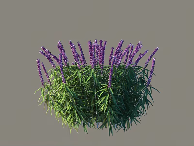Lavender Shrub With Purple Flowers And Green Foliage In Natural Garden 3d model