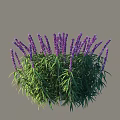 Lavender Shrub With Purple Flowers And Green Foliage In Natural Garden