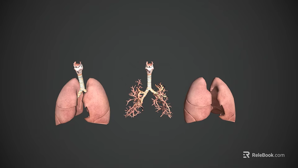 Human Chest Organs Anatomical 3D Model Displaying Lungs And Bronchial Tree 3d model 
