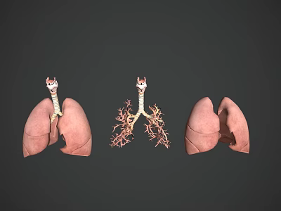 Human Chest Organs Anatomical 3D Model Displaying Lungs And Bronchial Tree 3d model