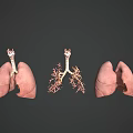 Human Chest Organs Anatomical 3D Model Displaying Lungs And Bronchial Tree 3d model