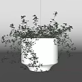 Potted Bonsai Plant in White Ceramic Pot with Lush Green Foliage and Hanging Branches