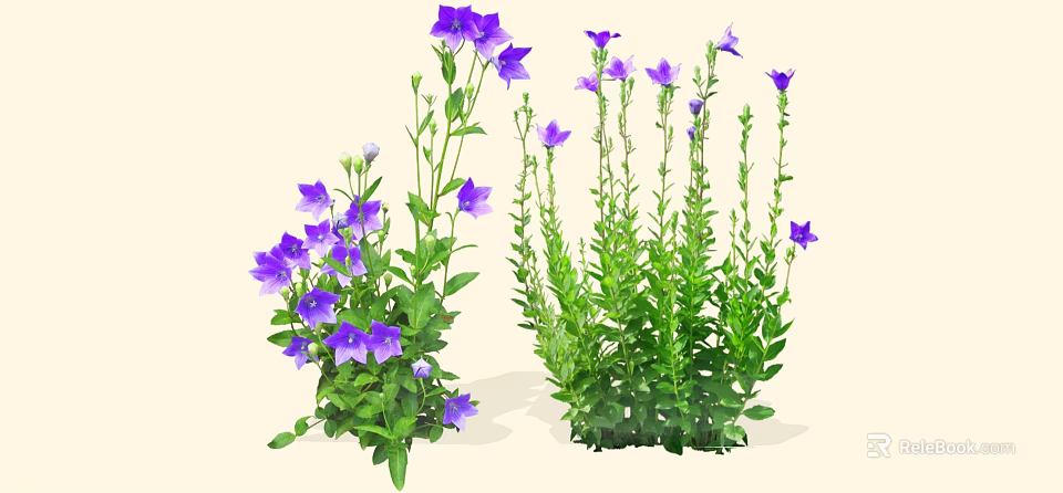 Purple Bellflower Herbal Plants With Lush Green Leaves And Blooms In Garden 3d model 