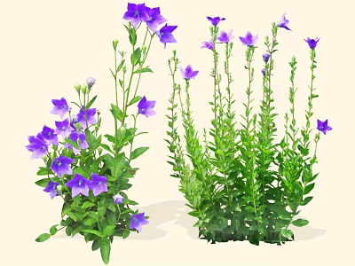 Purple Bellflower Herbal Plants With Lush Green Leaves And Blooms In Garden 3d model