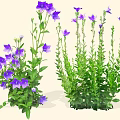 Purple Bellflower Herbal Plants With Lush Green Leaves And Blooms In Garden