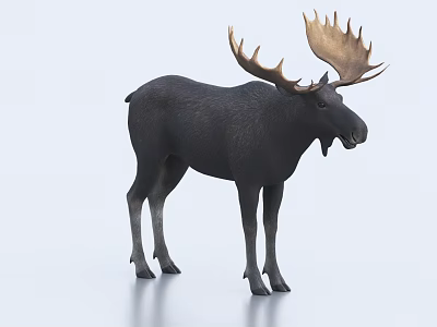 Realistic Moose Statue With Large Antlers Standing On Light Surface 3d model
