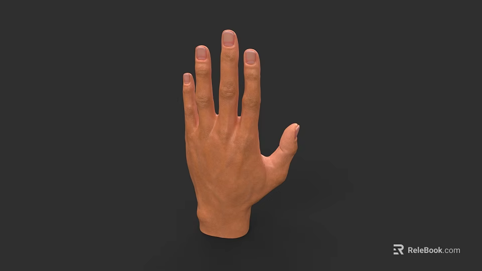 Realistic 3D Rendered Human Hand With Detailed Fingers And Natural Skin Texture 3d model 