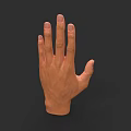 Realistic 3D Rendered Human Hand With Detailed Fingers And Natural Skin Texture