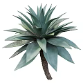 Stunning Green and Blue Agave Plants with Thick Succulent Leaves and Lush Foliage