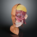 Human Head Anatomy Model Showing Skull Muscles And Blood Vessels For Medical Study