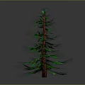 Tall Green Pine Tree With Brown Trunk And Lush Green Needles Isolated On Dark Background
