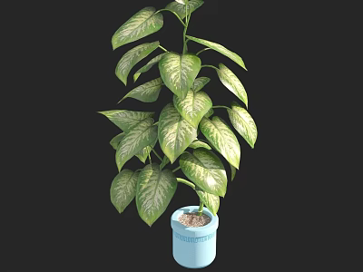Indoor Variegated Potted Plant with Green and White Leaves in Light Blue Pot 3d model
