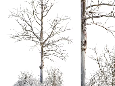 Tall Leafless Arbor With Snow-Covered Trunk And Small Shrubs Around It 3d model