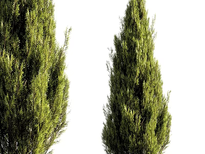 Two Tall Green Arbor Trees With Lush Foliage On White Background 3d model