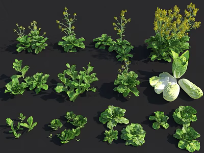 Assorted Fresh Vegetable Plants with Green Leaves and Healthy Growth 3d model