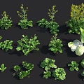 Assorted Fresh Vegetable Plants with Green Leaves and Healthy Growth