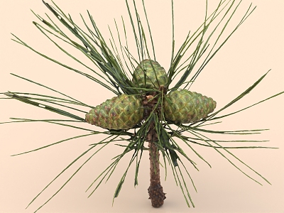 pine cones pine nuts pine needles 3d model