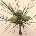 pine cones pine nuts pine needles 3d model