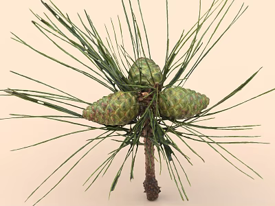Green Pine Cones On Pine Tree Branches 3d model